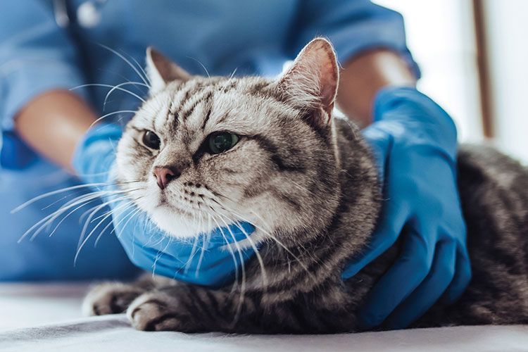 Un chat peut-il être infecté par le coronavirus ?
