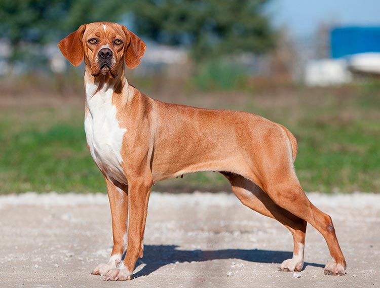 standard de la race Braque portugais