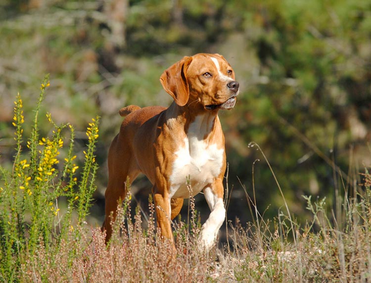 chien Braque portugais