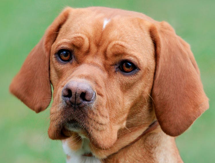 race Braque portugaise