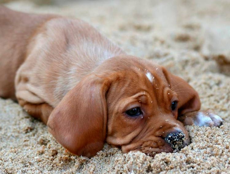 Braque portugais d'une pépinière