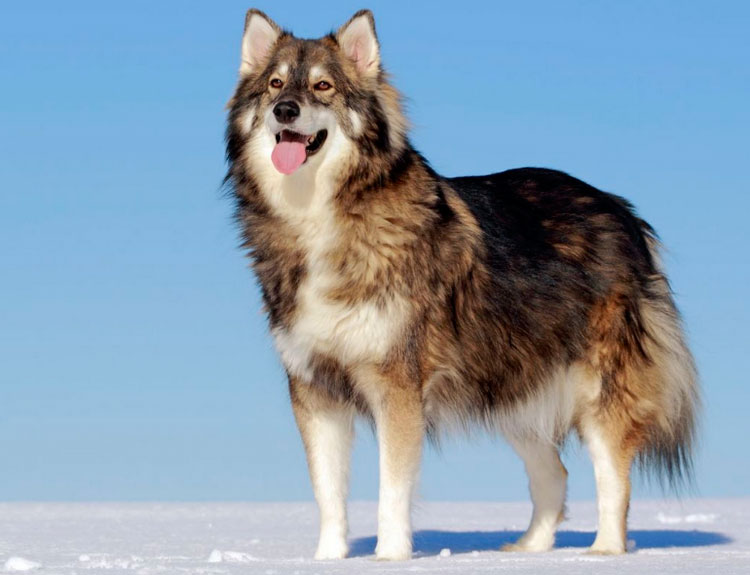 chien-loup utonaguen