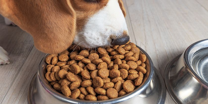 Le chien mange des croquettes