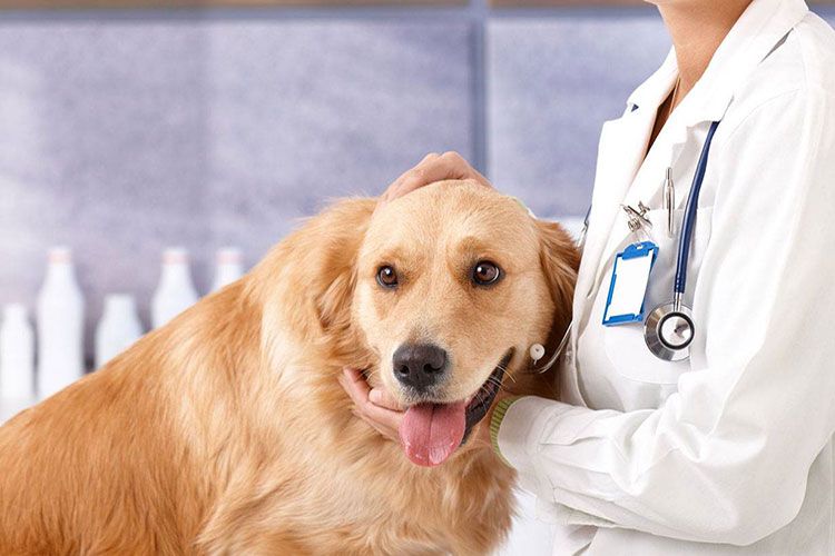 Chien et vétérinaire