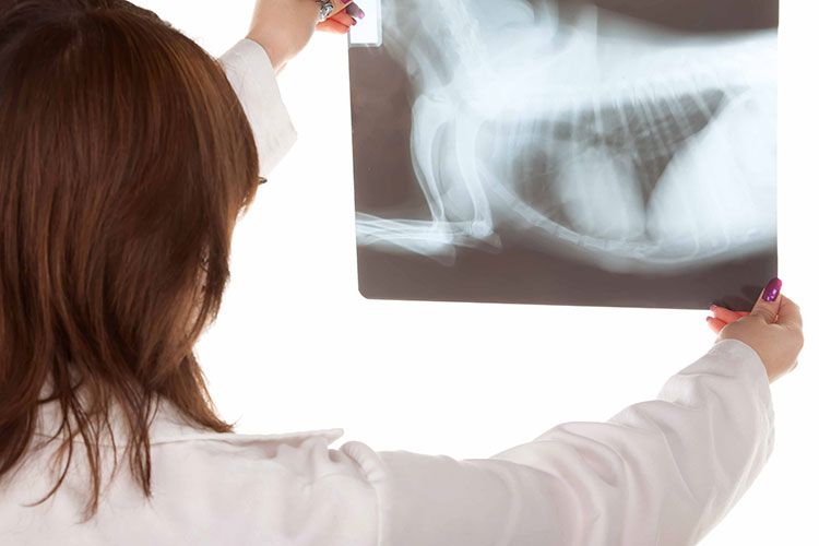 Radiographie chez le vétérinaire