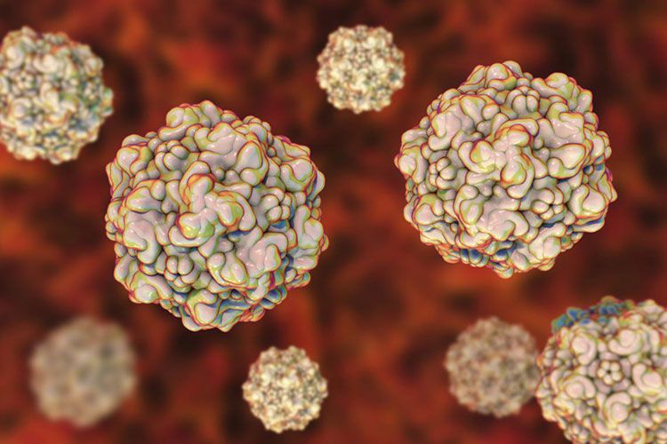 Infection virale chez un chien