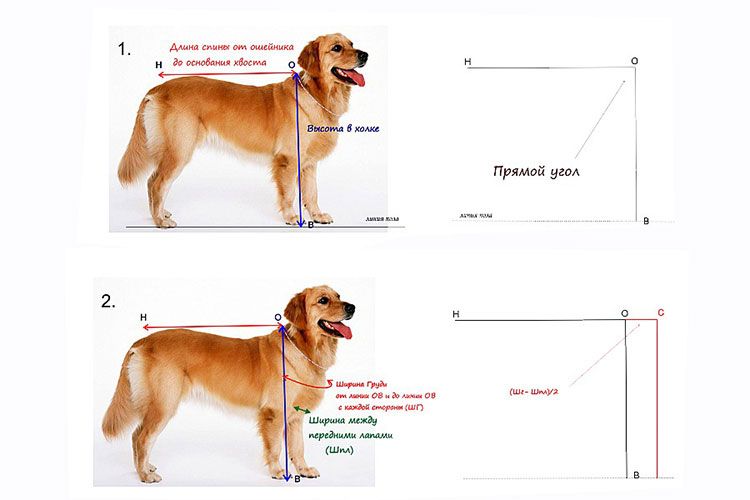 Mesures du chien