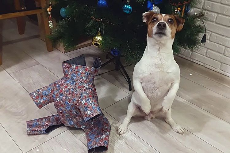 Un Daik Russell Terrier sous un sapin de Noël