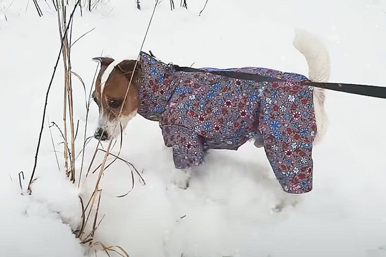 Jack Russell Terrier en promenade