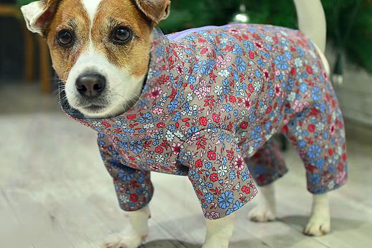 Un chien en combinaison