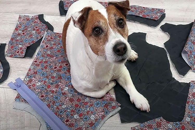 Un chien sur les détails de la combinaison