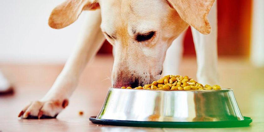 Huile de saumon pour chiens