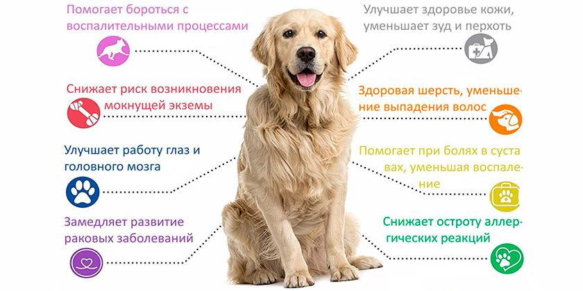 Bienfaits de l'huile de saumon