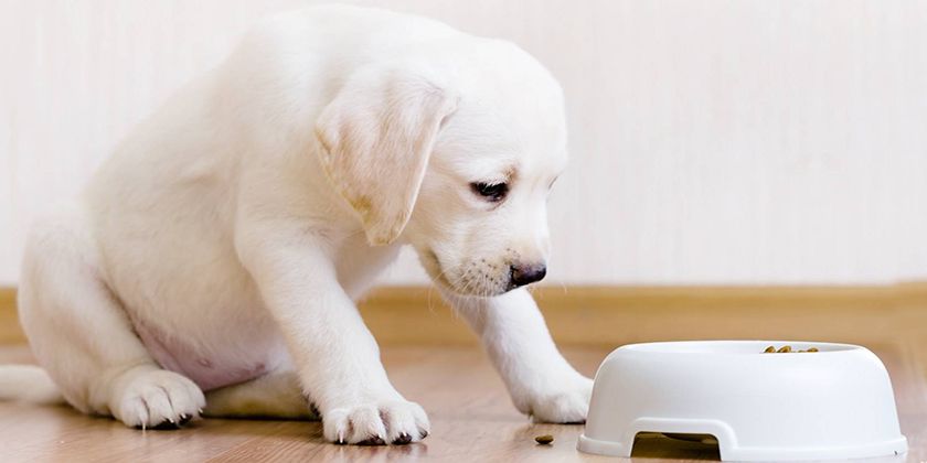 Le chiot mange des croquettes