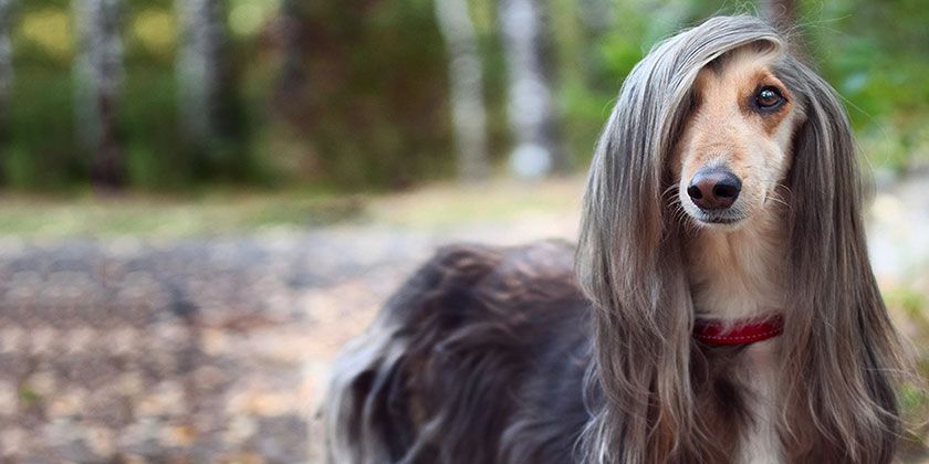 Un chien à la fourrure magnifique