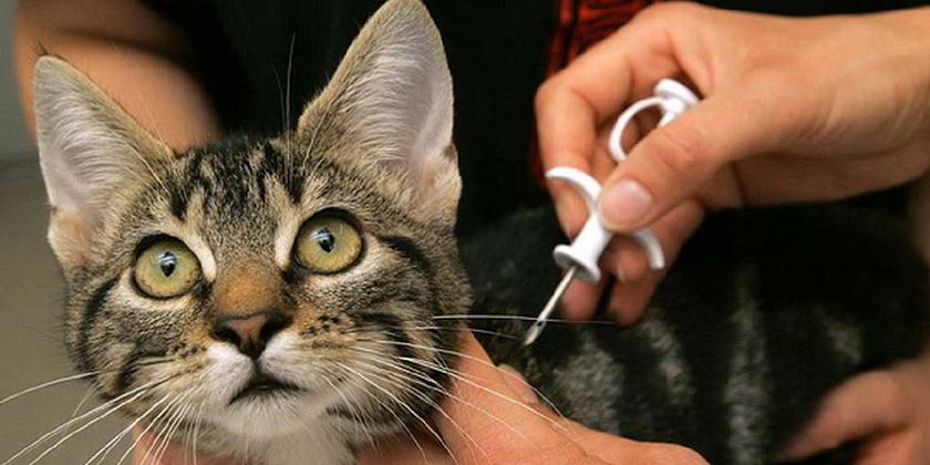 Puce électronique pour chat