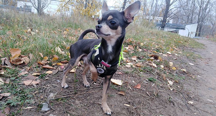 Un chien dans la rue