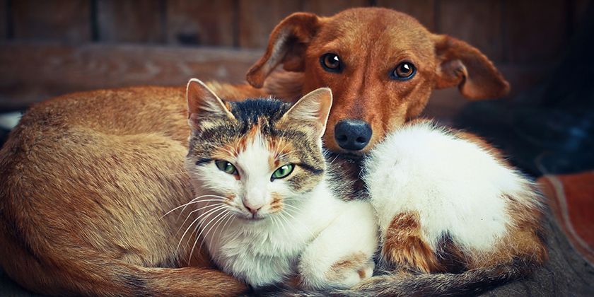 Enregistrement des chats et des chiens en Russie