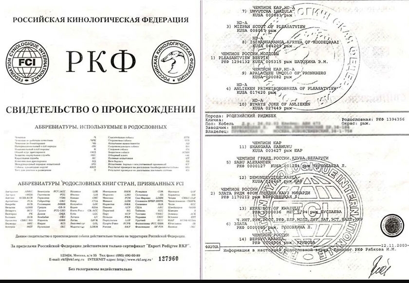 Exemple de pedigree RKF