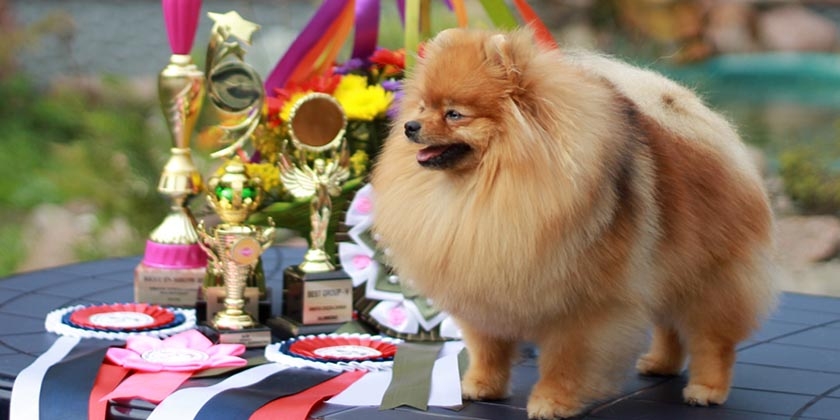 Comment établir le pedigree d'un chien