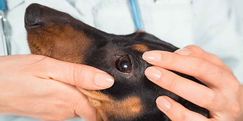 Allergies chez les chiens