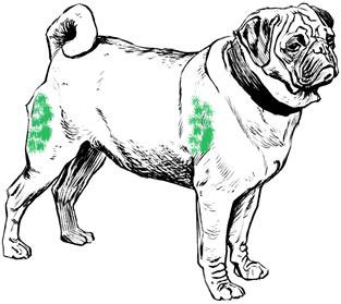 Comment injecter de la suprastin par voie intramusculaire à un chien