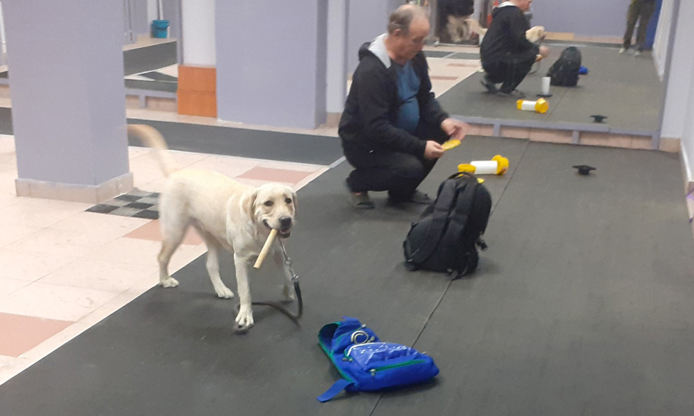 NoseWork - avantages de la formation, contenu du cours