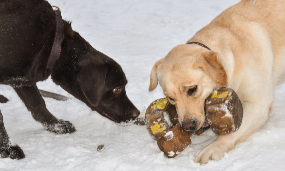 Entraînement de Labrador NORMANDISE avec NoseWork
