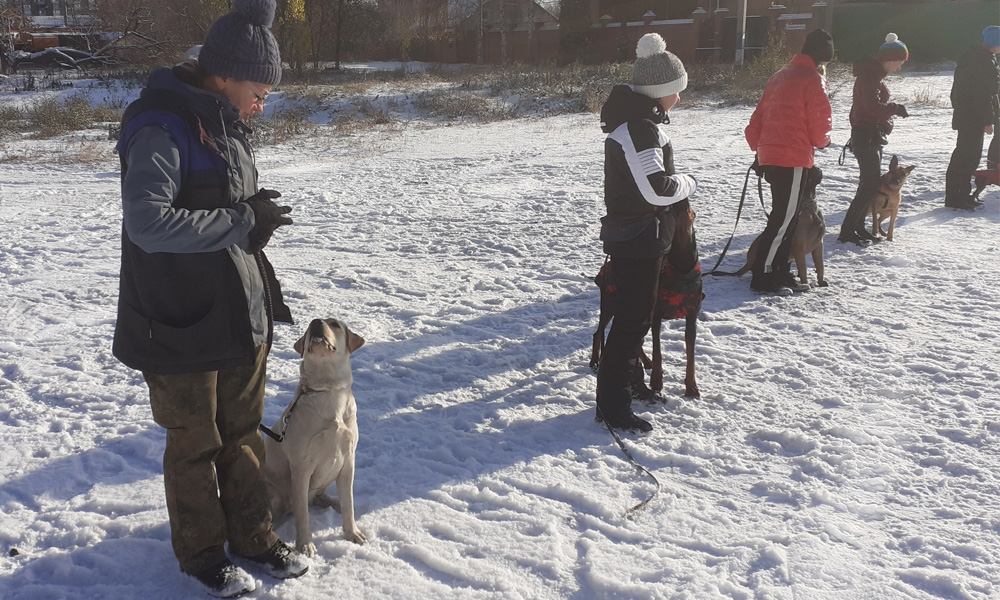 Labrador NORMANDIYA en formation pour les opérations de recherche et de sauvetage