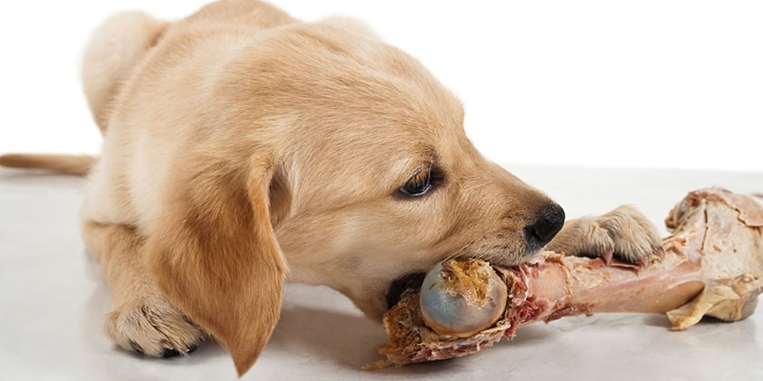 Un chiot ronge un os