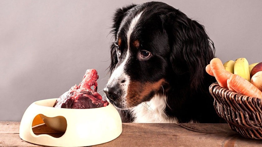 Nutrition pour chiens