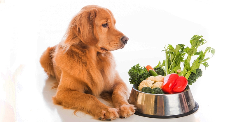 Légumes et légumes verts pour chiens