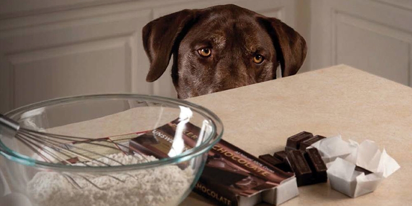 Ce qu'il ne faut pas donner à manger à son chien