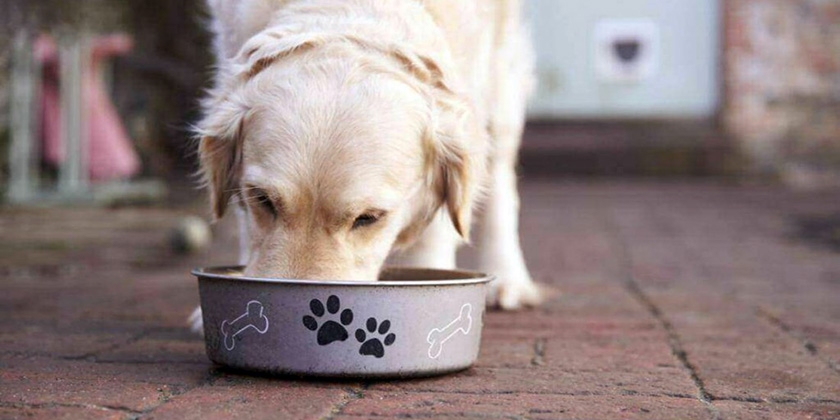Le chien mange des aliments en conserve