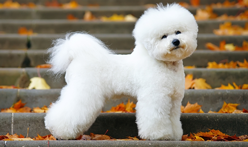 Bichon frisé