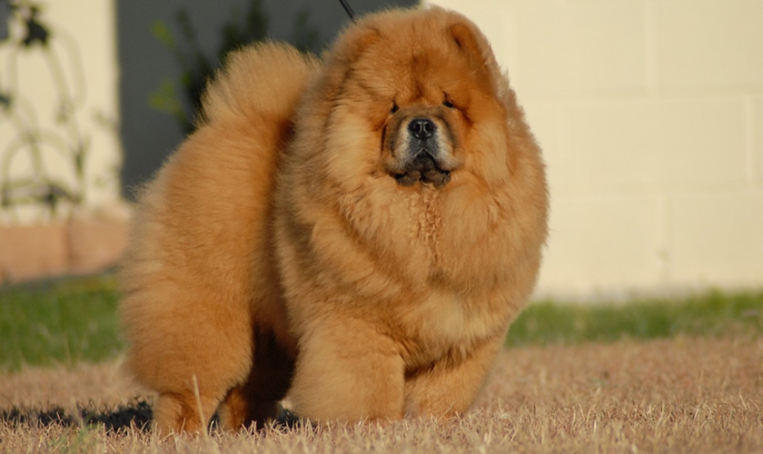 Chow-chow