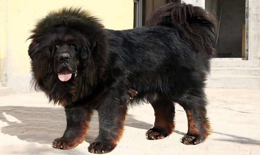 Mastiff tibétain