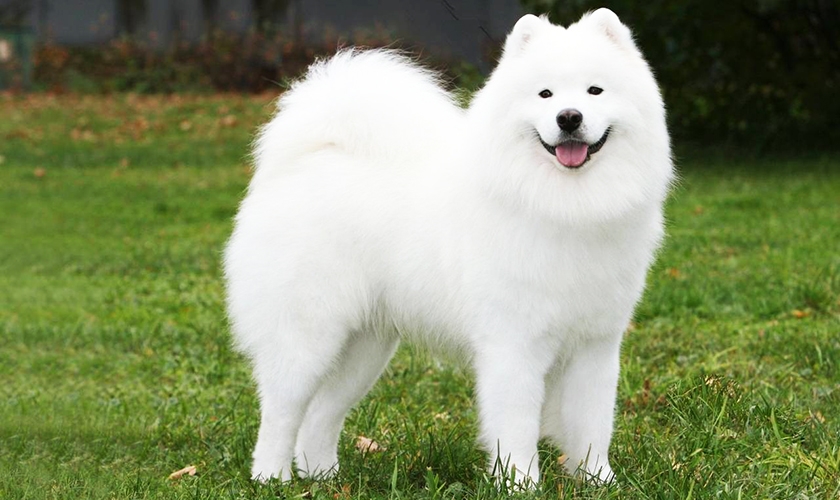 Samoyède