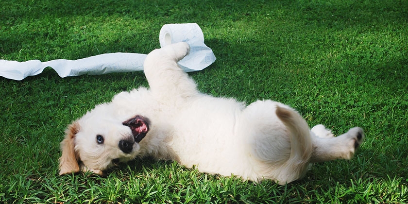 Un chiot sur la pelouse