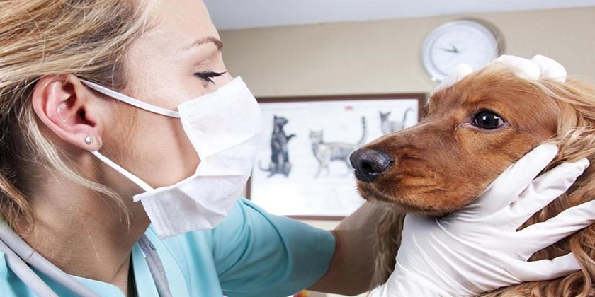 Un vétérinaire et un chien
