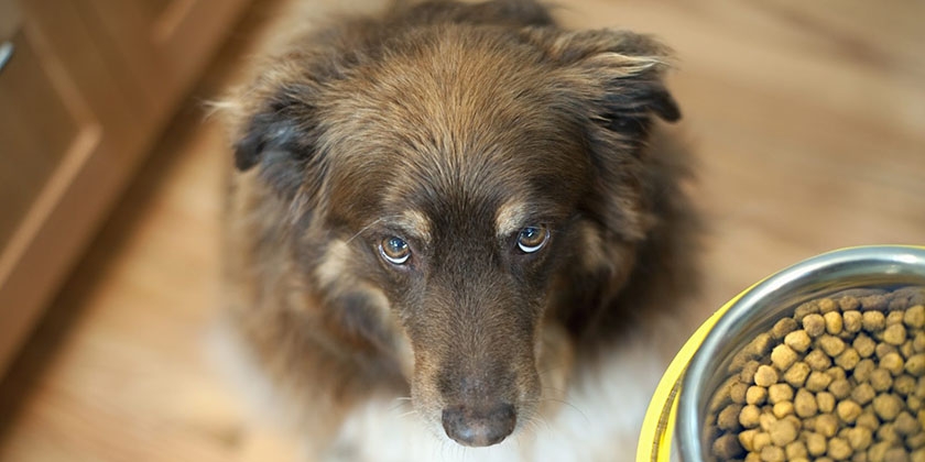 Nourriture pour chien