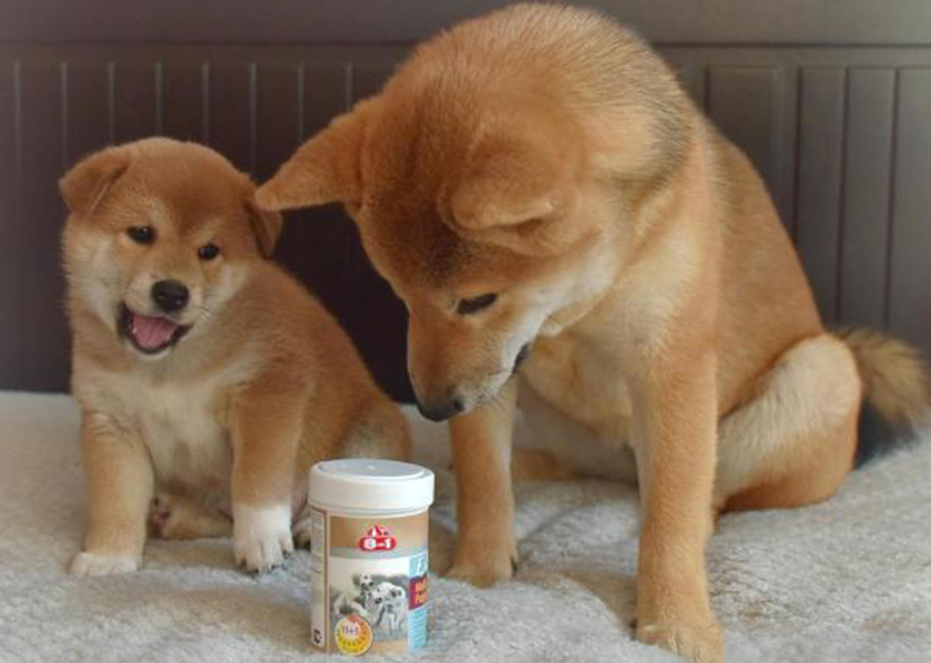 Shibuya et vitamines 8 en 1