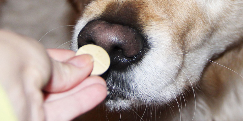 Une pilule pour chien