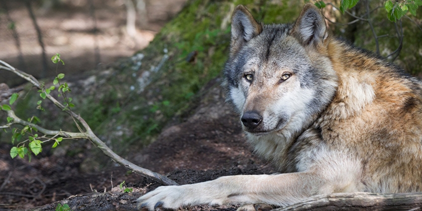 Races de chiens ressemblant à des loups