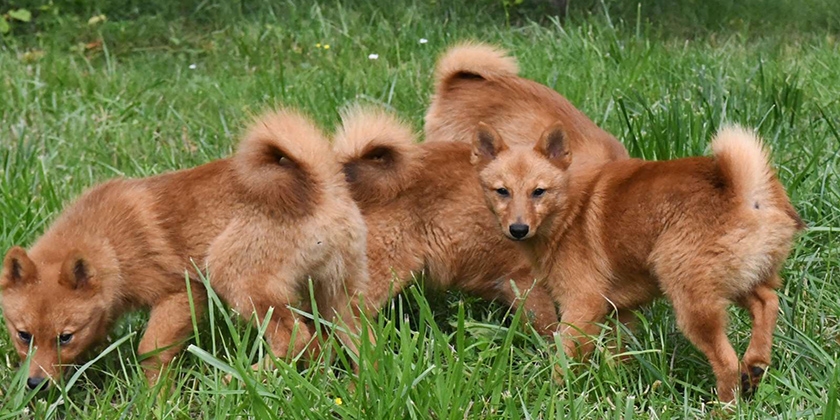 Laïka carélo-finlandaise