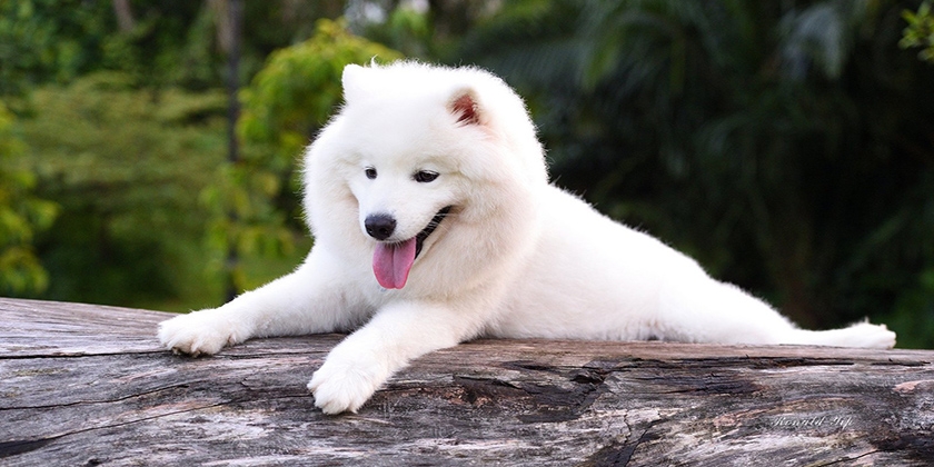 race Samoyède