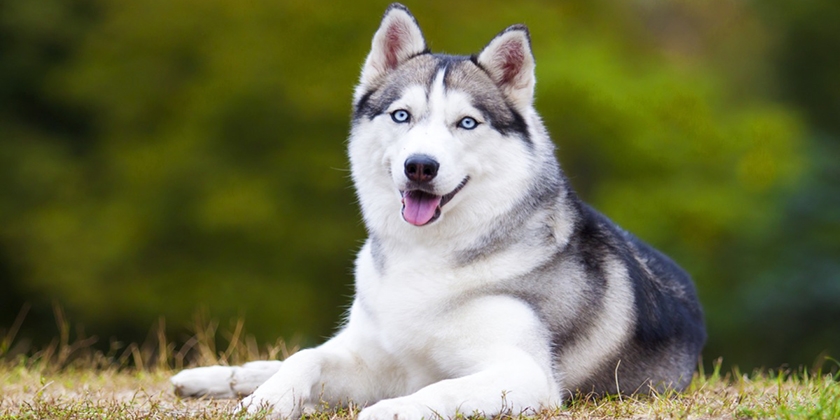 Des chiens qui ressemblent à des huskies
