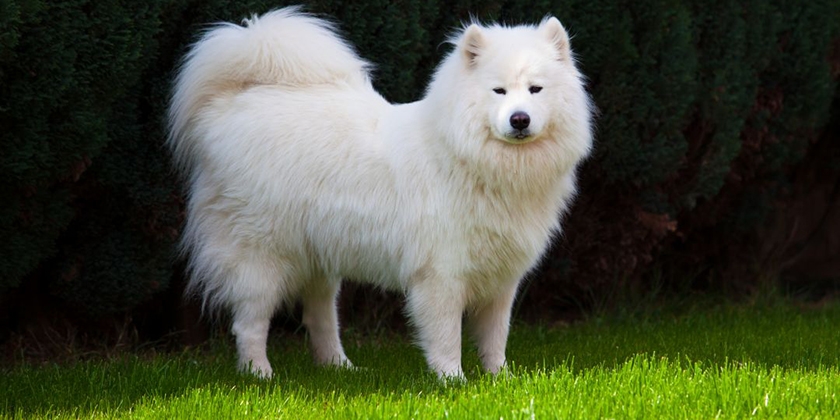 race de chien Samoyède
