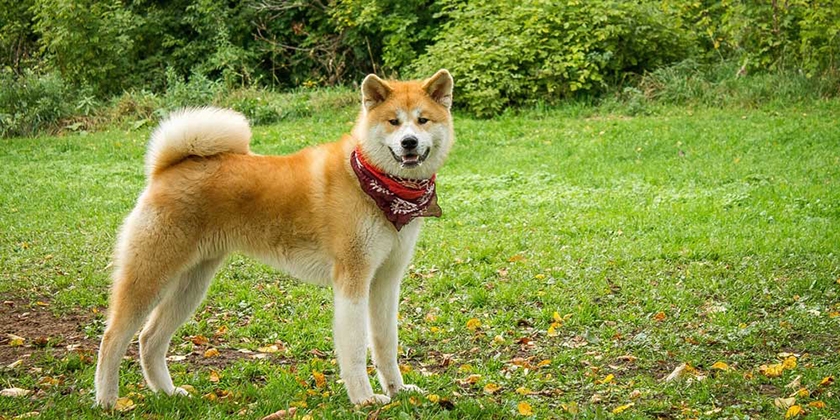 race Akita Inu
