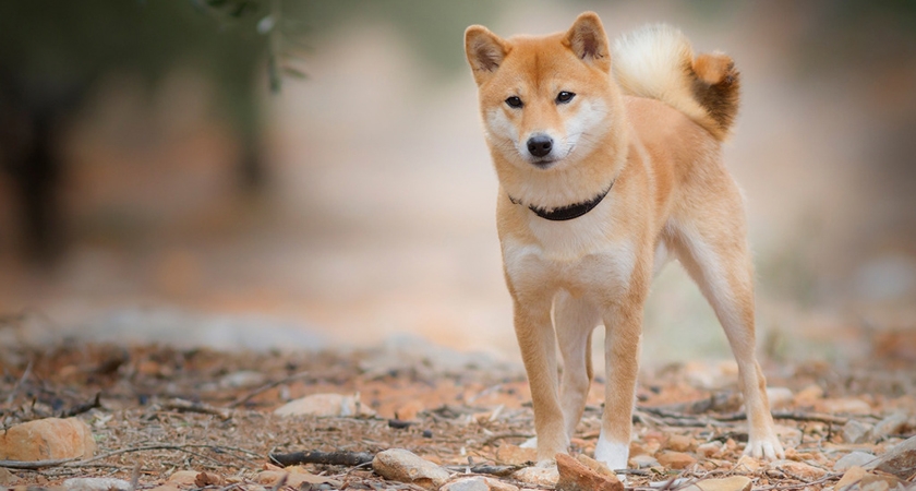Shiba Inu